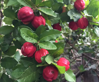 acerola cherries