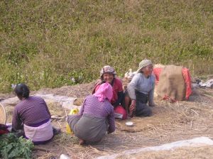 harvest by hand