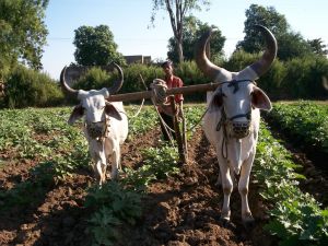traditional farmer