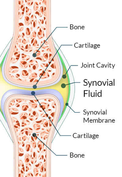 synovial fluid